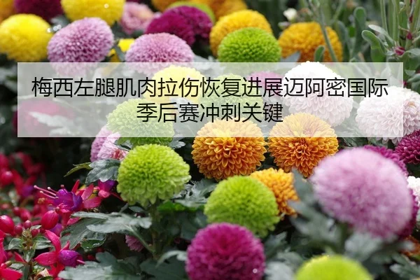 梅西左腿肌肉拉伤恢复进展迈阿密国际季后赛冲刺关键